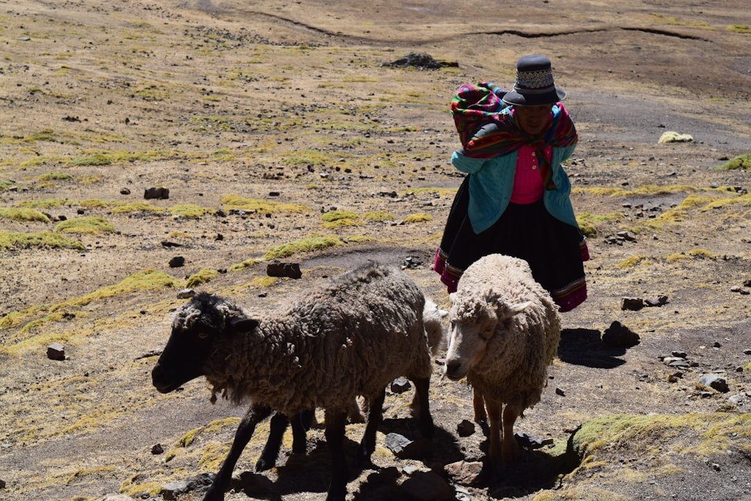 Andean rural family herding livestock near the mountains in northern Chile