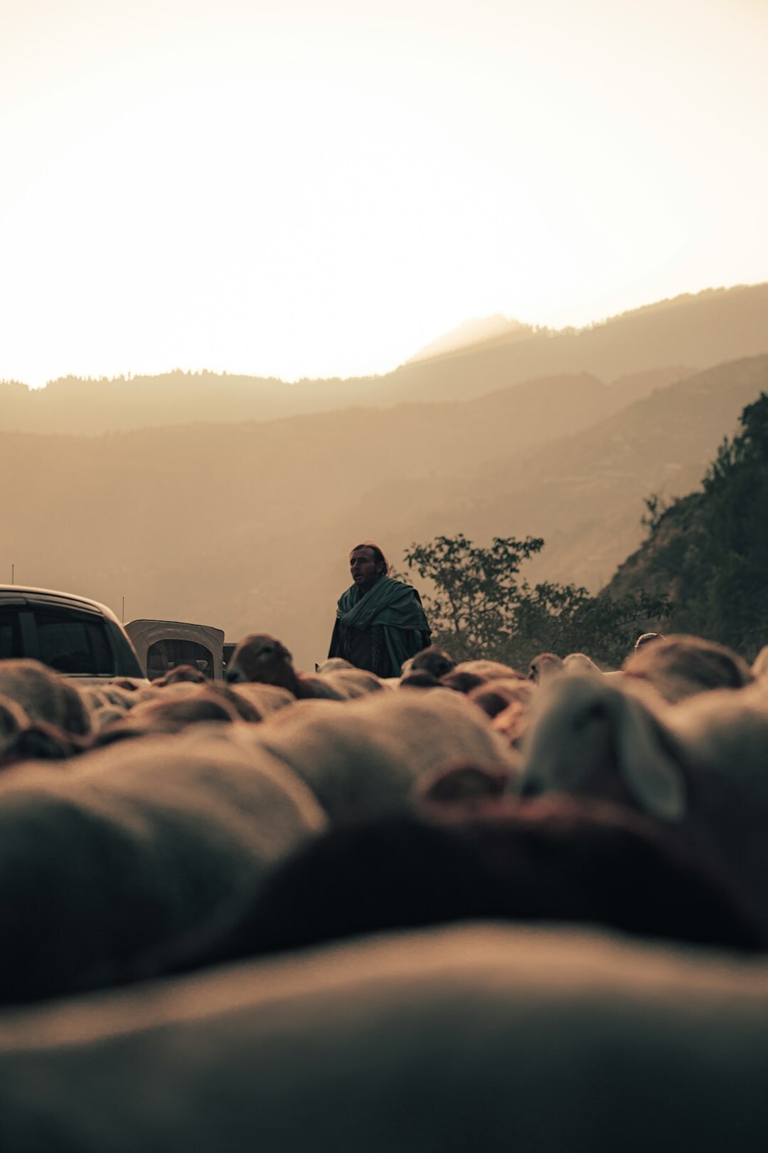farmer with livestock at dawn