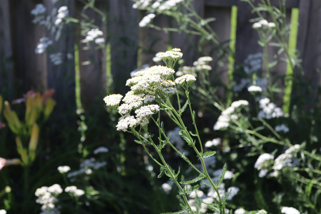 backyard garden herbs